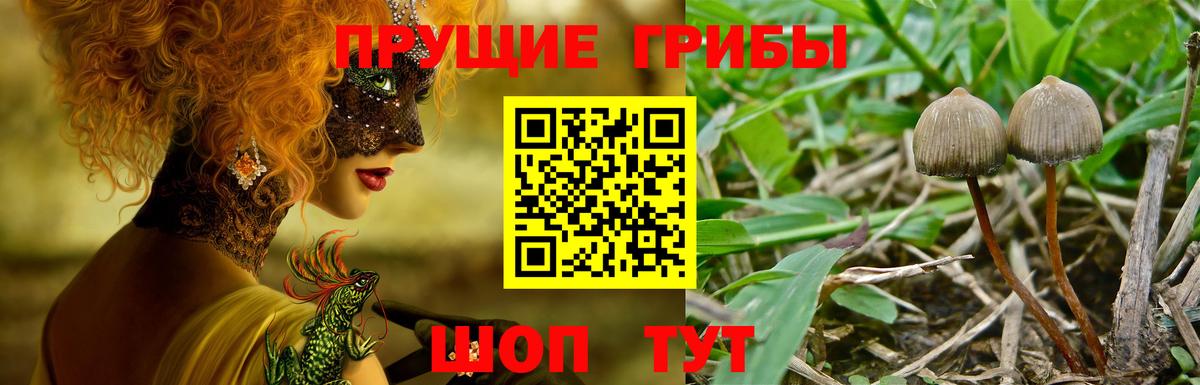 Псилоцибиновые грибы Psilocybine cubensis  Вход с VPN  Псилоцибиновые грибы Psilocybe  Калининград 